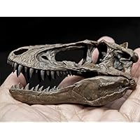 世界に一つ!!　ティラノサウルス・レックス　1/10 木彫頭骨模型16.5cm ジュラシック・ワールド ティラノサウルス レックス頭蓋骨 彫像